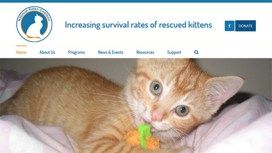 Kitten-Coalition-Homepage-Desktop